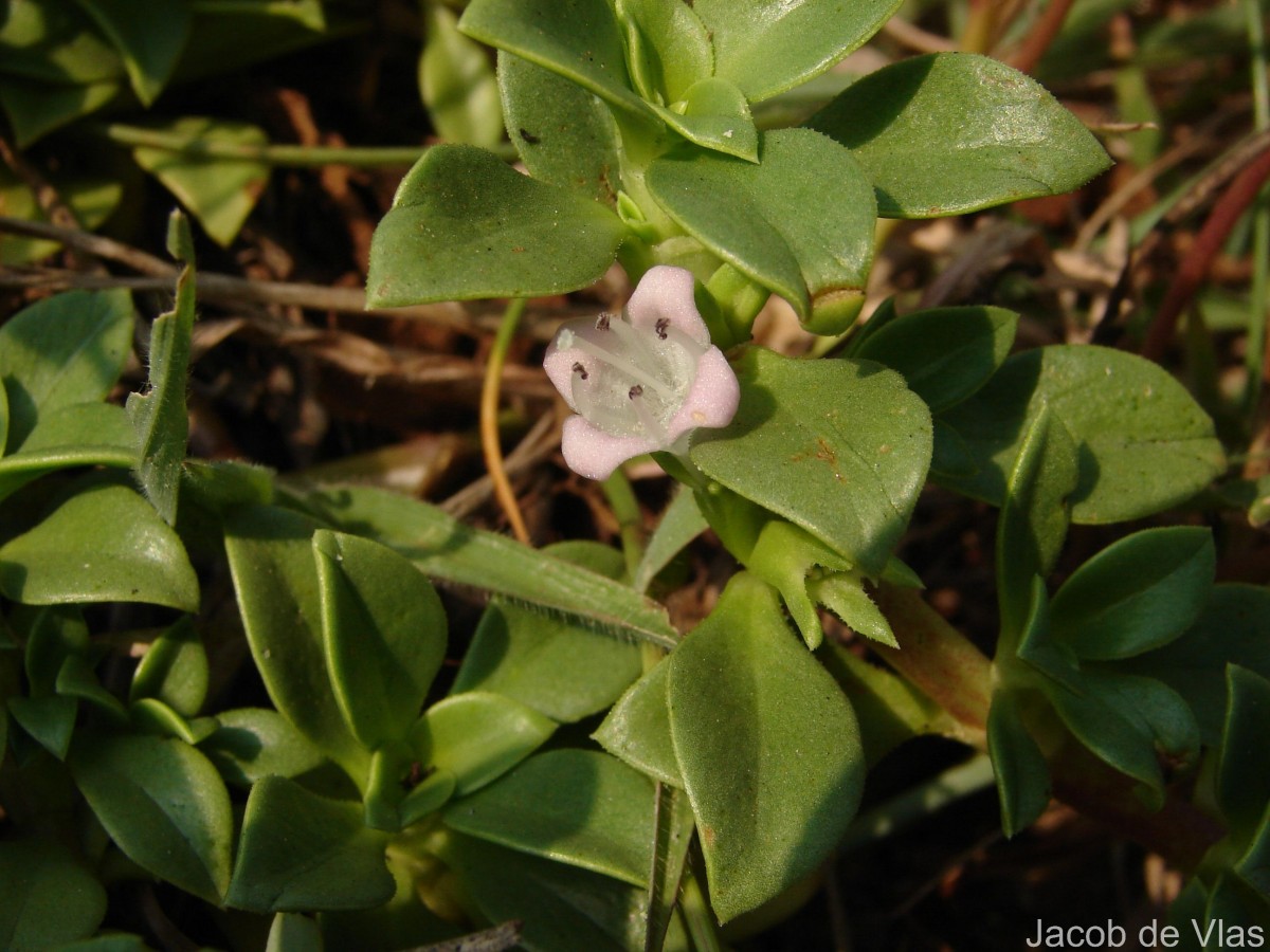 Hydrophylax maritima L.f.